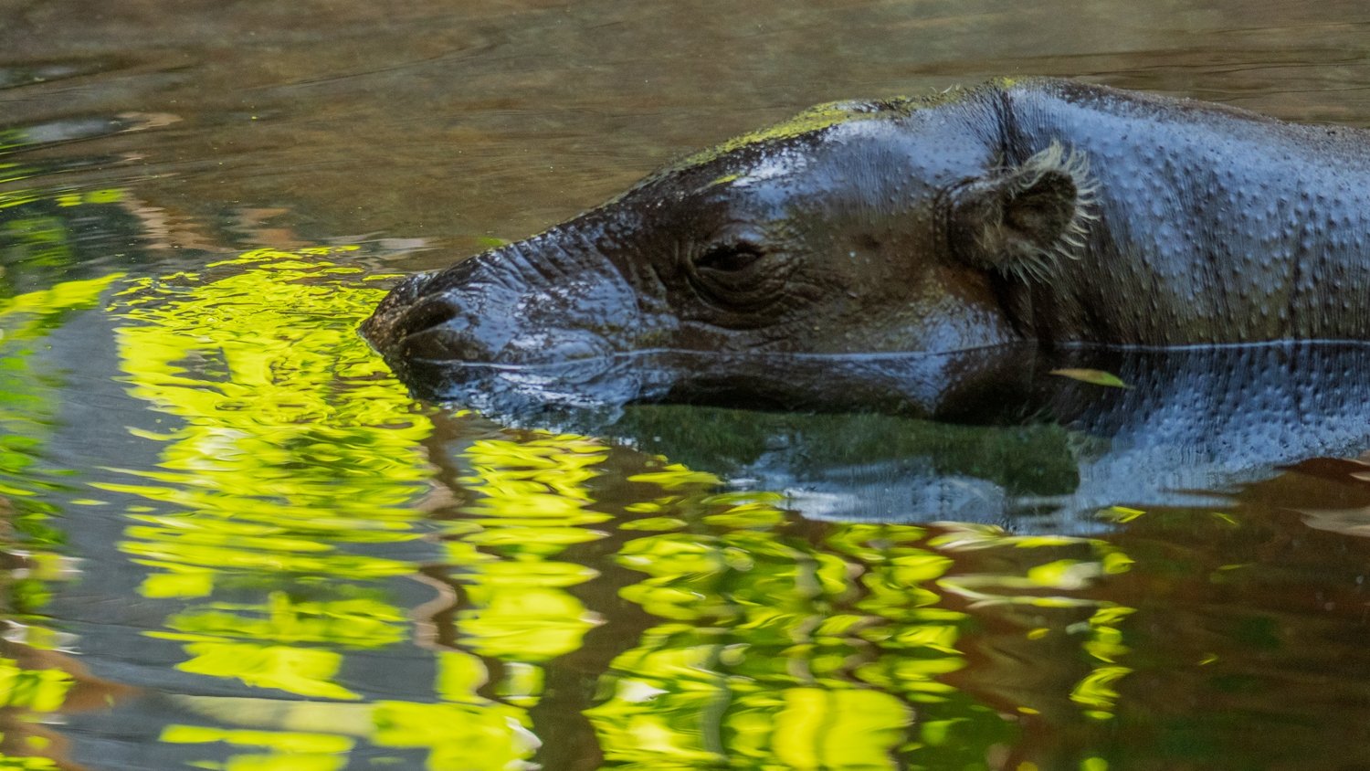 El hipopótamo pigmeo y su ‘sudor de sangre’ como factor de protección en Bioparc Fuengirola