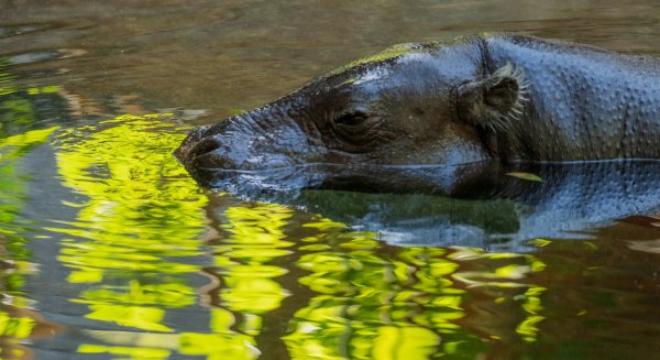 El hipopótamo pigmeo y su ‘sudor de sangre’ como factor de protección en Bioparc Fuengirola