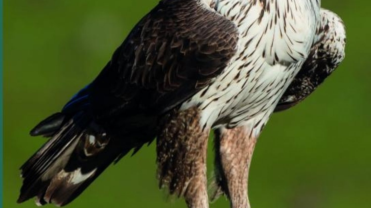 Diputación edita un libro sobre las 32 especies de aves rapaces que se pueden avistar en la provincia