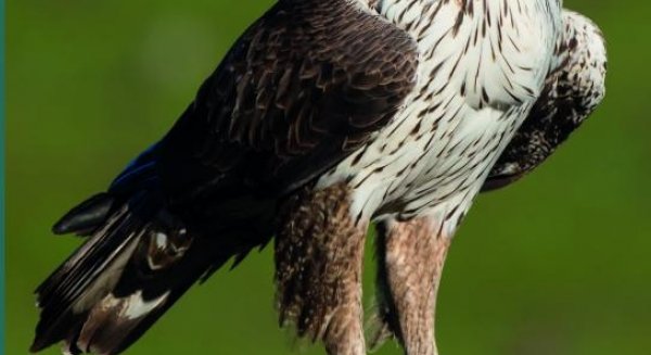 Diputación edita un libro sobre las 32 especies de aves rapaces que se pueden avistar en la provincia
