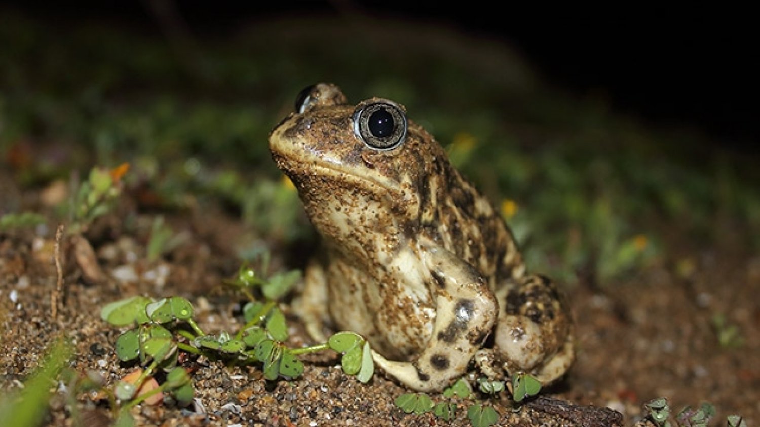 UMA.- Los periodos hidrológicos más cortos afectan a la supervivencia de especies clave para los ecosistemas