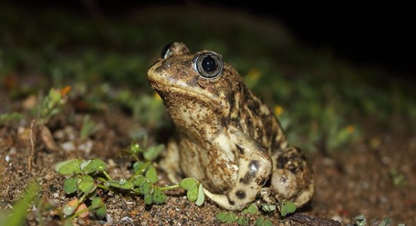 UMA.- Los periodos hidrológicos más cortos afectan a la supervivencia de especies clave para los ecosistemas