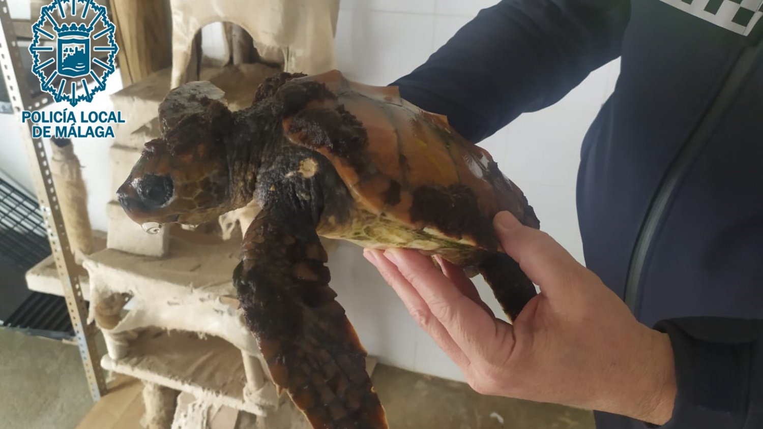 La Policía Local recupera a una tortuga boba varada en la playa