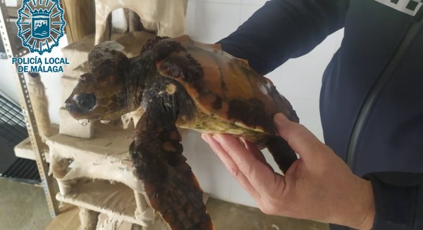 La Policía Local recupera a una tortuga boba varada en la playa