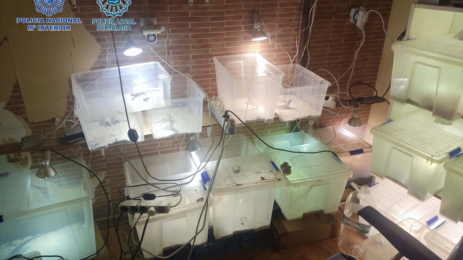 La Policía Local localiza un local de sustancias estupefacientes y un criadero ilegal de reptiles