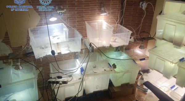 La Policía Local localiza un local de sustancias estupefacientes y un criadero ilegal de reptiles