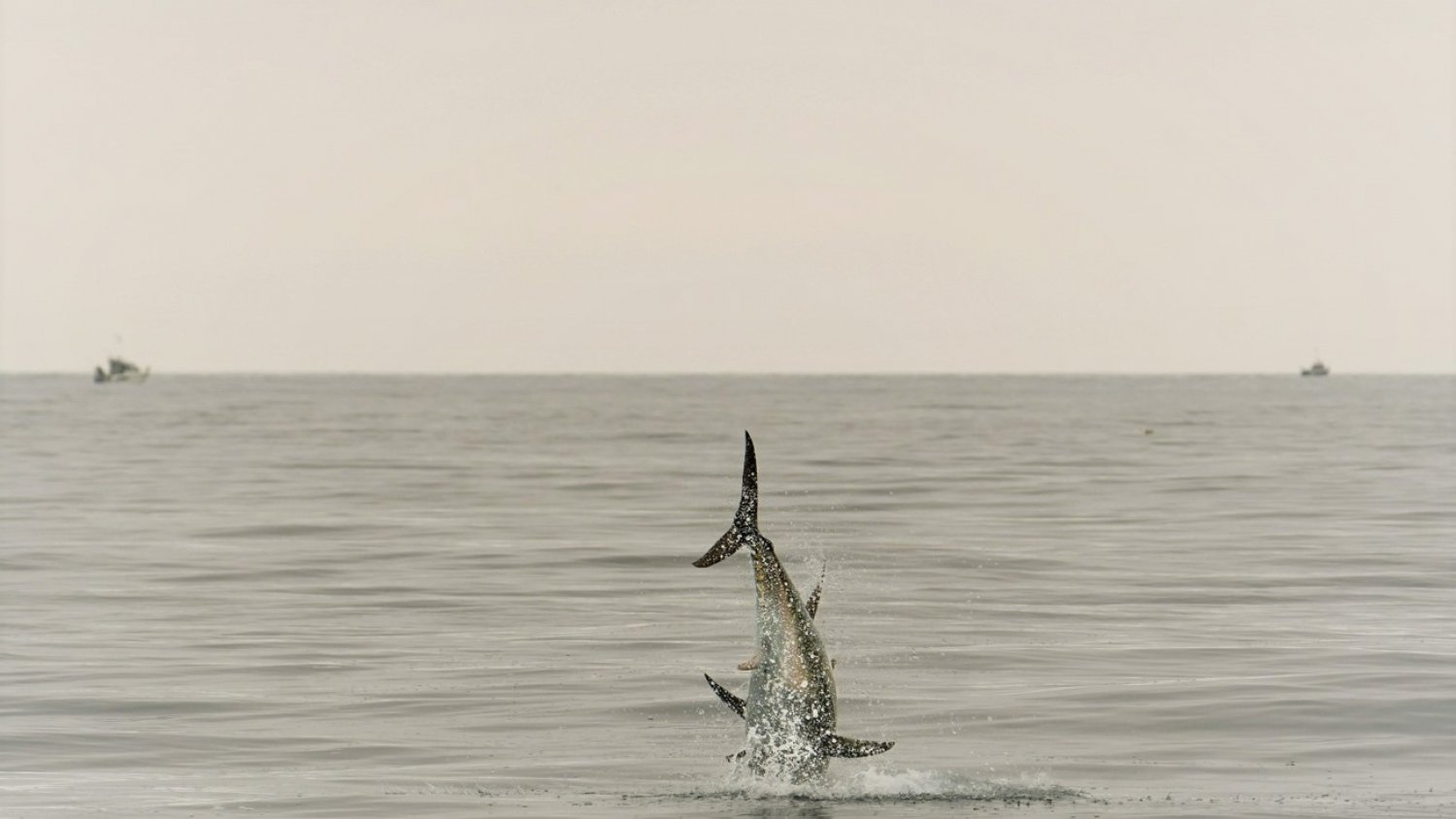El IEO participa en un proyecto europeo que monitorizará las migraciones de la fauna marina