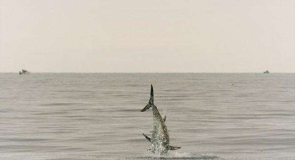 El IEO participa en un proyecto europeo que monitorizará las migraciones de la fauna marina