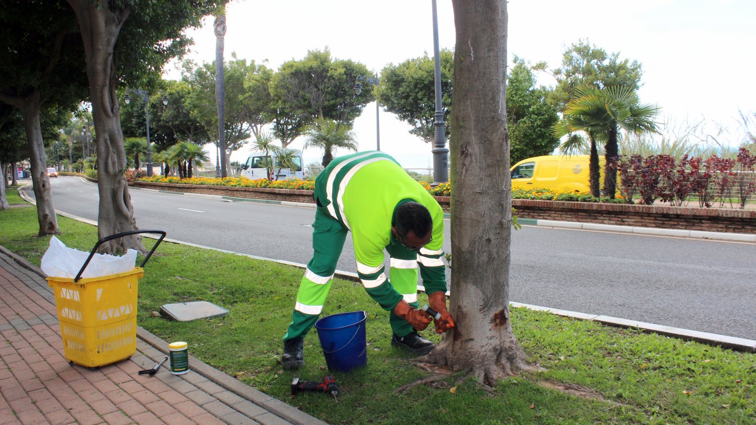Estepona aplica un tratamiento sostenible a los ficus para combatir la plaga de la psila