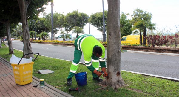Estepona aplica un tratamiento sostenible a los ficus para combatir la plaga de la psila