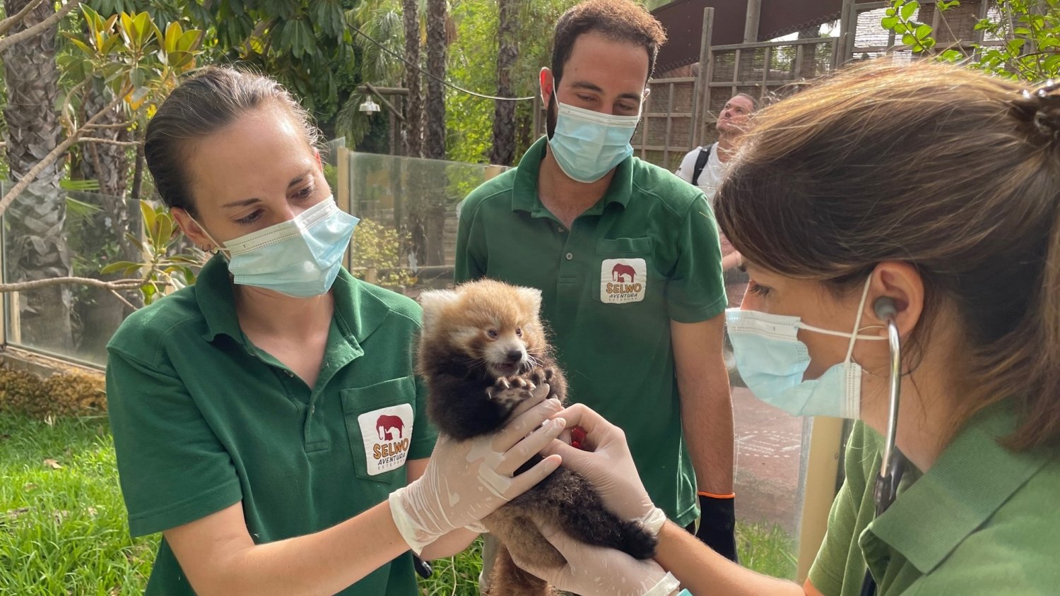 Timbu y Mitsuke, pareja de pandas rojos de Selwo Aventura, tienen su primer bebé