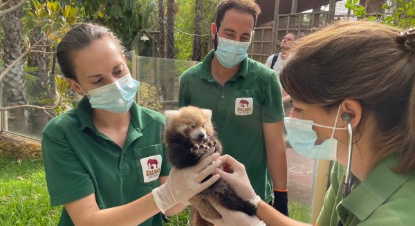 Timbu y Mitsuke, pareja de pandas rojos de Selwo Aventura, tienen su primer bebé