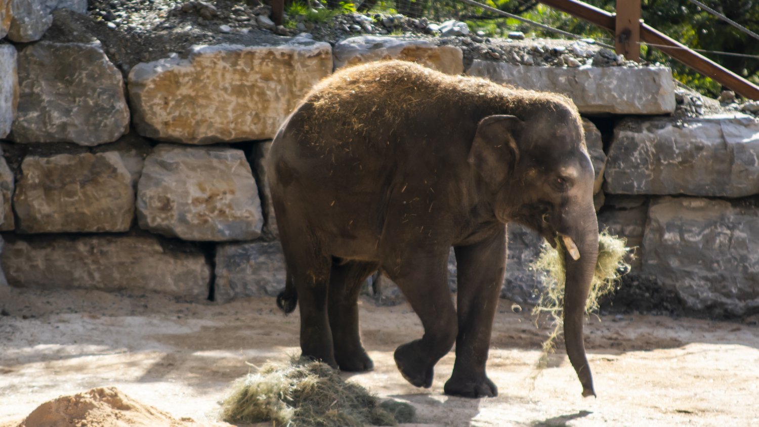 Selwo Aventura recibe al elefante Bogor gracias a la colaboración con Zoo de Madrid 
