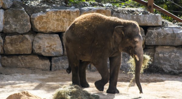 Selwo Aventura recibe al elefante Bogor gracias a la colaboración con Zoo de Madrid 