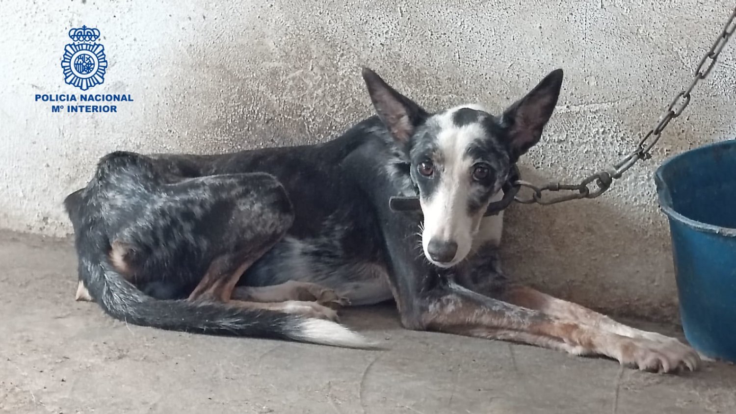 La Policía Nacional rescata a un perro a punto de morir en una finca de la Axarquía 