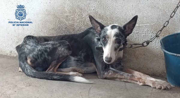 La Policía Nacional rescata a un perro a punto de morir en una finca de la Axarquía 