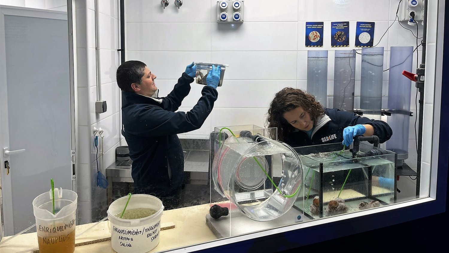 Sea Life Benalmádena impulsa un estudio sobre los efectos del alga invasora en el mediterráneo