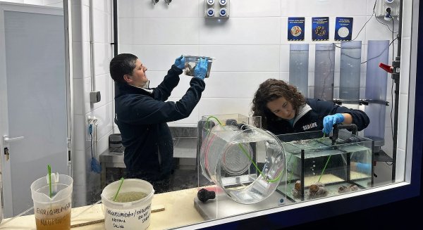 Sea Life Benalmádena impulsa un estudio sobre los efectos del alga invasora en el mediterráneo