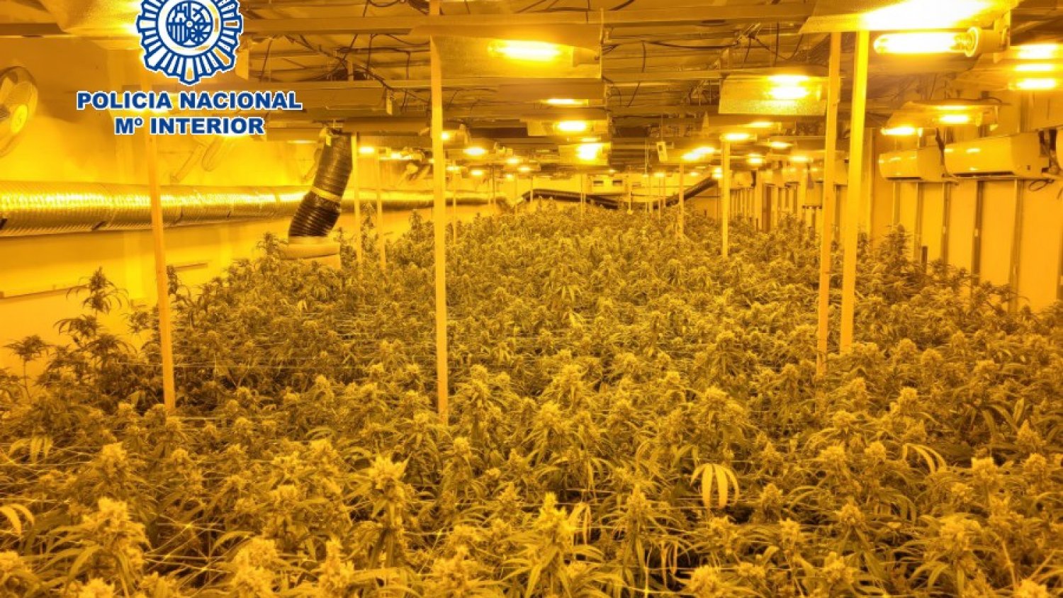 Desmantelada una organización criminal dedicada al cultivo indoor de marihuana 