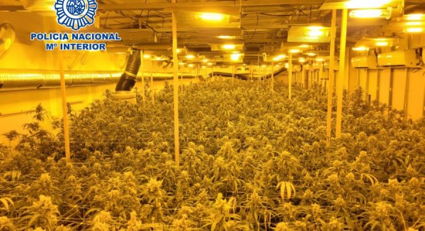 Desmantelada una organización criminal dedicada al cultivo indoor de marihuana 