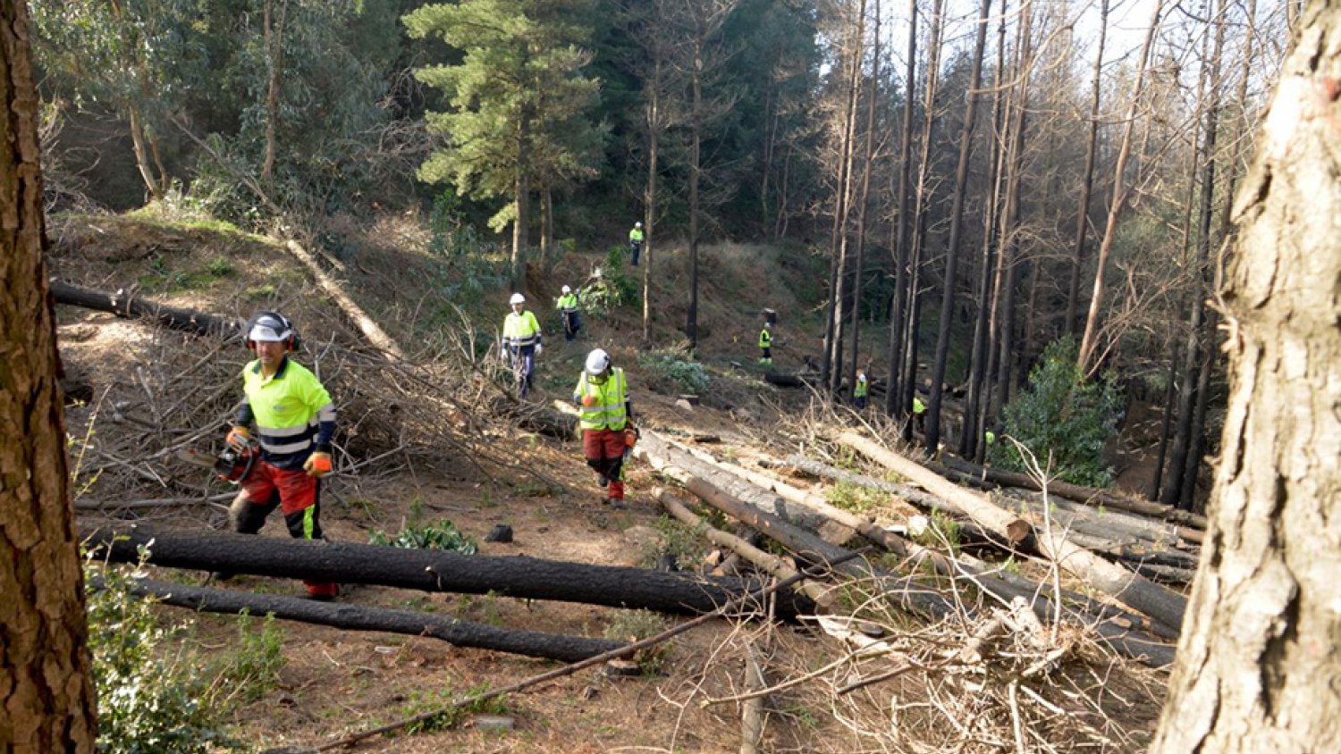 La Junta destina por primera vez más fondos a la prevención que a la extinción de incendios