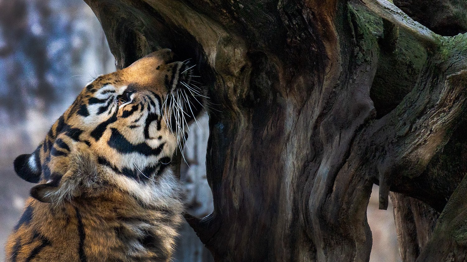 Bioparc Fuengirola desarrolla un nuevo proyecto de investigación para el tigre de Sumatra
