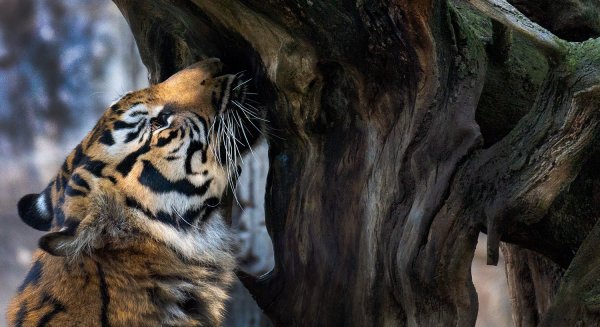 Bioparc Fuengirola desarrolla un nuevo proyecto de investigación para el tigre de Sumatra