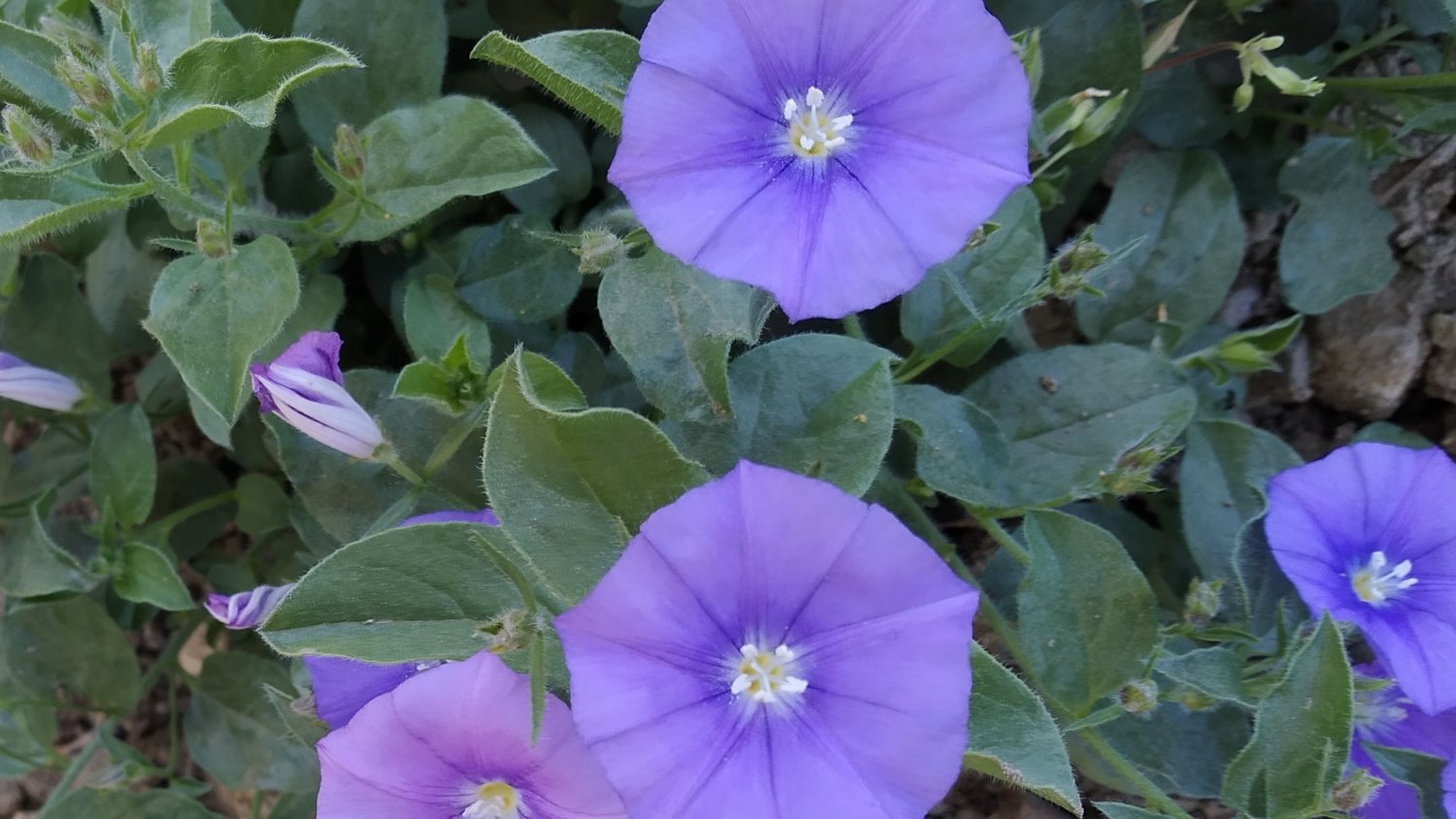 La Concepción elige la campanilla azul como planta del mes de abril