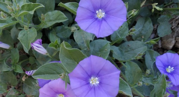 La Concepción elige la campanilla azul como planta del mes de abril