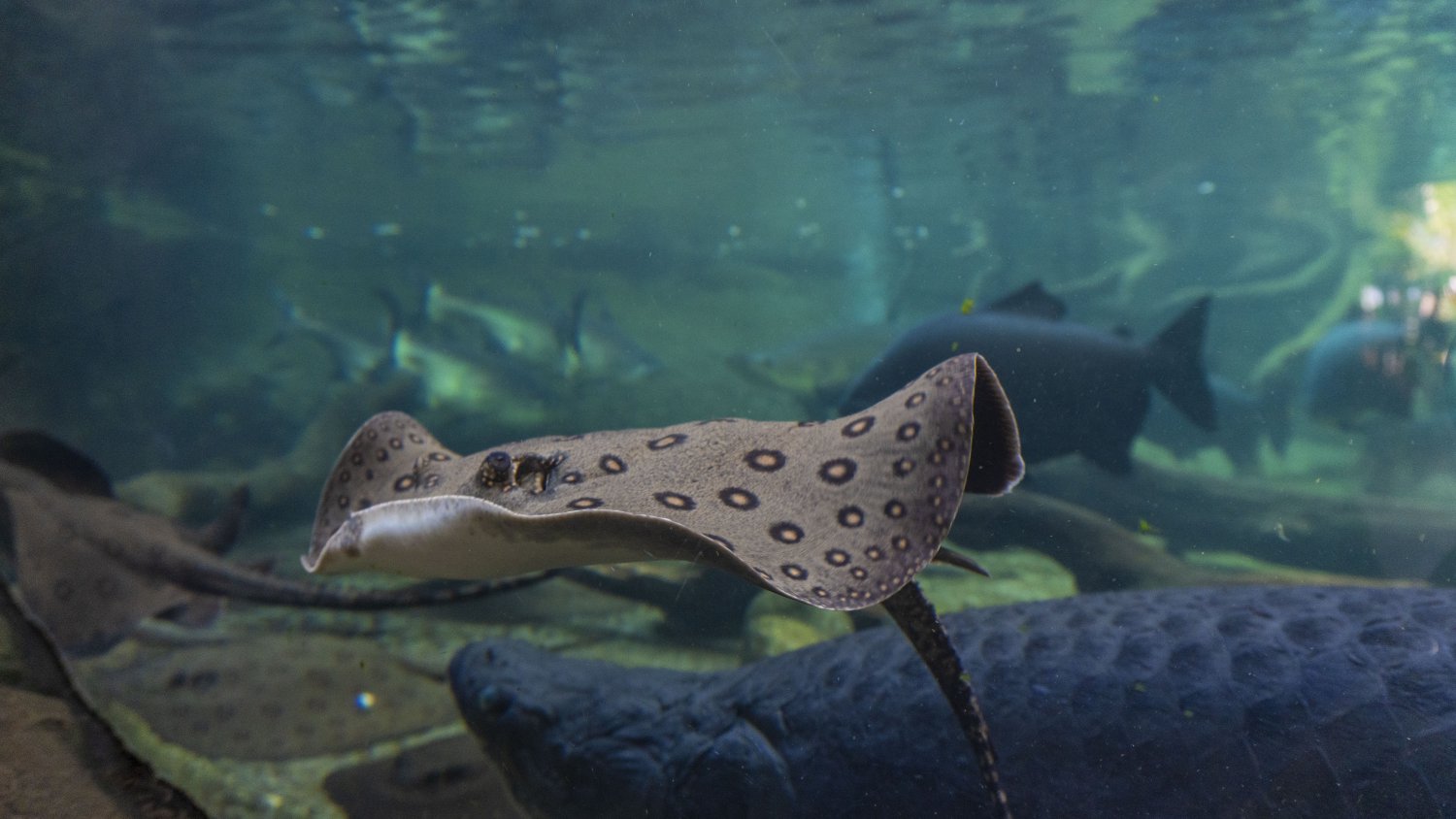 'Baby Boom': La ola de embarazos de las rayas motoro en Bioparc Fuengriola