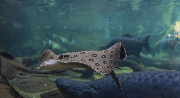'Baby Boom': La ola de embarazos de las rayas motoro en Bioparc Fuengriola