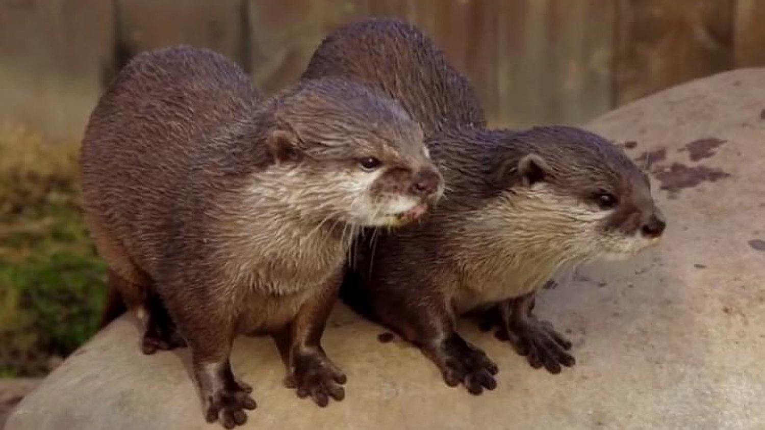 Sea Life Benalmádena amplía su familia de nutrias