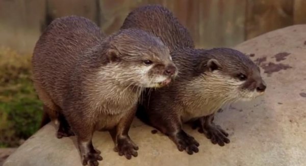 Sea Life Benalmádena amplía su familia de nutrias