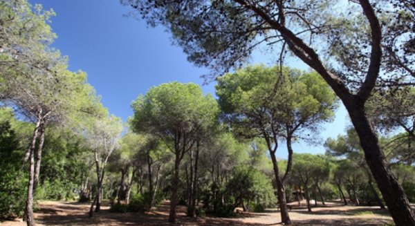 Marbella suspende el uso de las zonas de barbacoas en los parques Nagüeles y Los Tres Jardines 