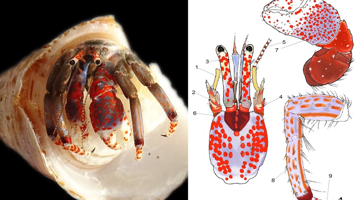 Una nueva herramienta permite identificar especies de cangrejo ermitaño en base a patrones de color