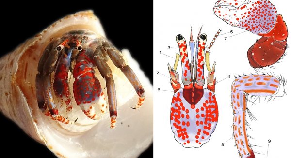 Una nueva herramienta permite identificar especies de cangrejo ermitaño en base a patrones de color