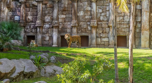 Los Bioparc llaman a invertir en el planeta: Alrededor de un millón de especies están en peligro de extinción