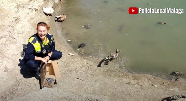 La Policía Local recoge a una pata y sus crías y los devuelve a su hábitat natural