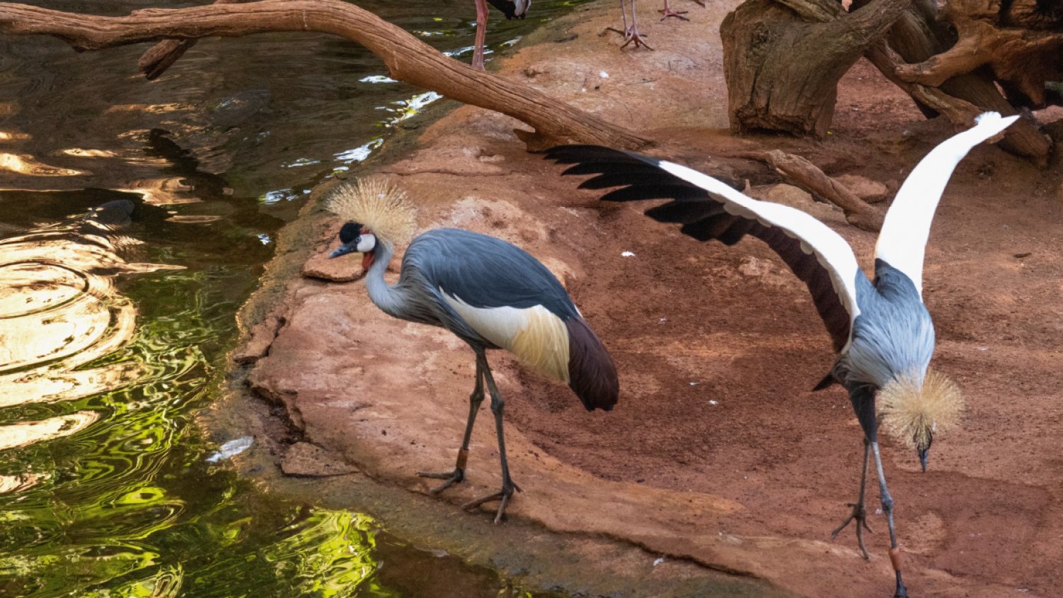 Comienzan los ‘cortejos’ en el Bioparc Fuengirola