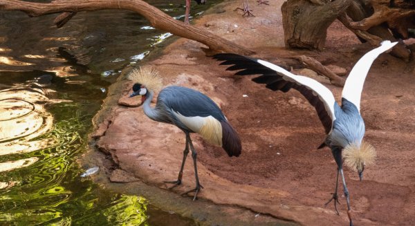 Comienzan los ‘cortejos’ en el Bioparc Fuengirola