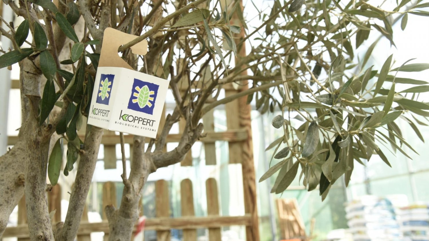 Torremolinos inicia una campaña de tratamiento biológico para el control de plagas