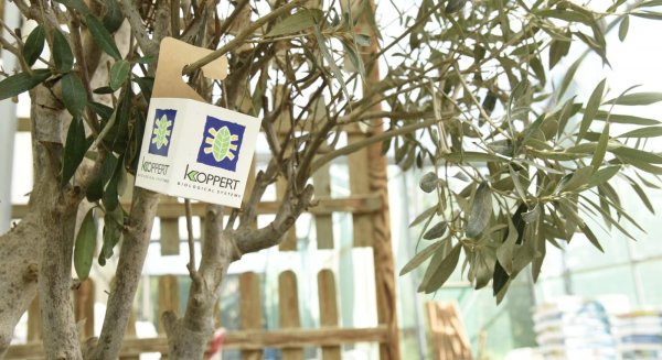 Torremolinos inicia una campaña de tratamiento biológico para el control de plagas