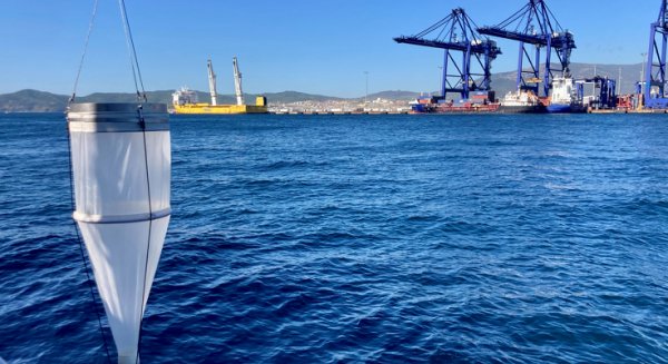 Un equipo científico del IEO analiza la presencia de especies invasoras en los puertos de Cádiz y Algeciras