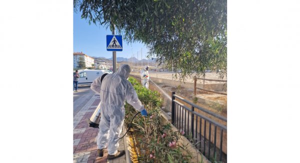 El Ayuntamiento de Torrox inicia la campaña contra los mosquitos tigre