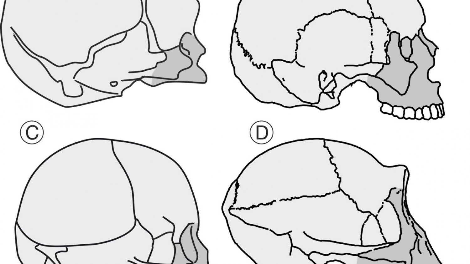 UMA.- Paleontólogos de la universidad desvelan nuevos datos sobre la evolución del cráneo en el linaje humano