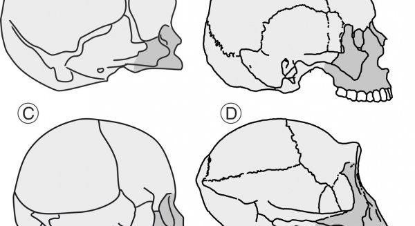 UMA.- Paleontólogos de la universidad desvelan nuevos datos sobre la evolución del cráneo en el linaje humano