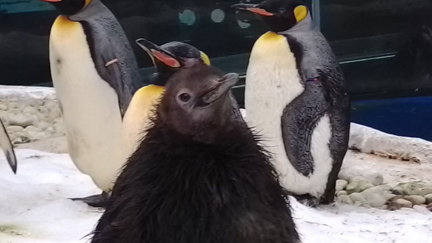 Selwo Marina celebra los días mundiales del Pingüino y de la Veterinaria en su pingüinario