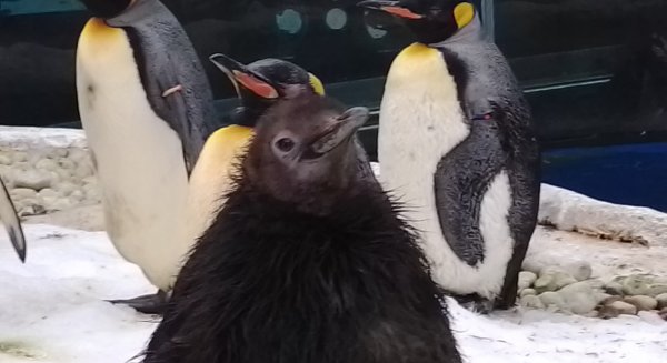 Selwo Marina celebra los días mundiales del Pingüino y de la Veterinaria en su pingüinario