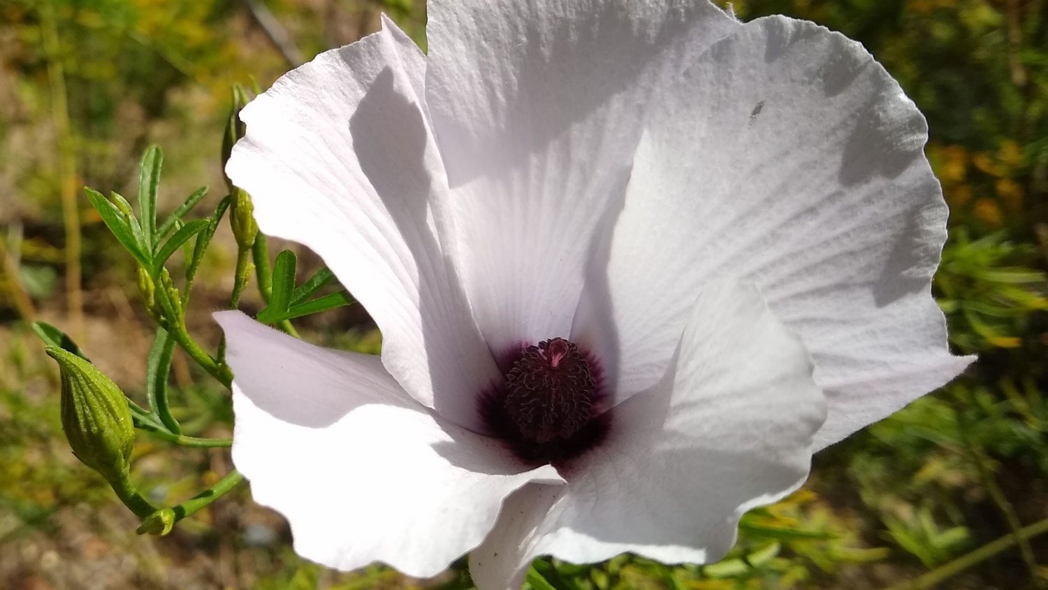 El Jardín Botánico Histórico La Concepción elige el Aliogine como planta del mes de mayo