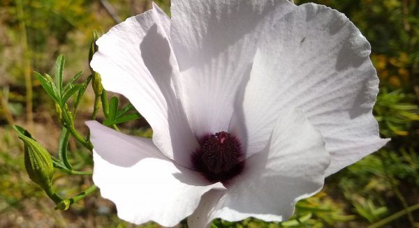 El Jardín Botánico Histórico La Concepción elige el Aliogine como planta del mes de mayo